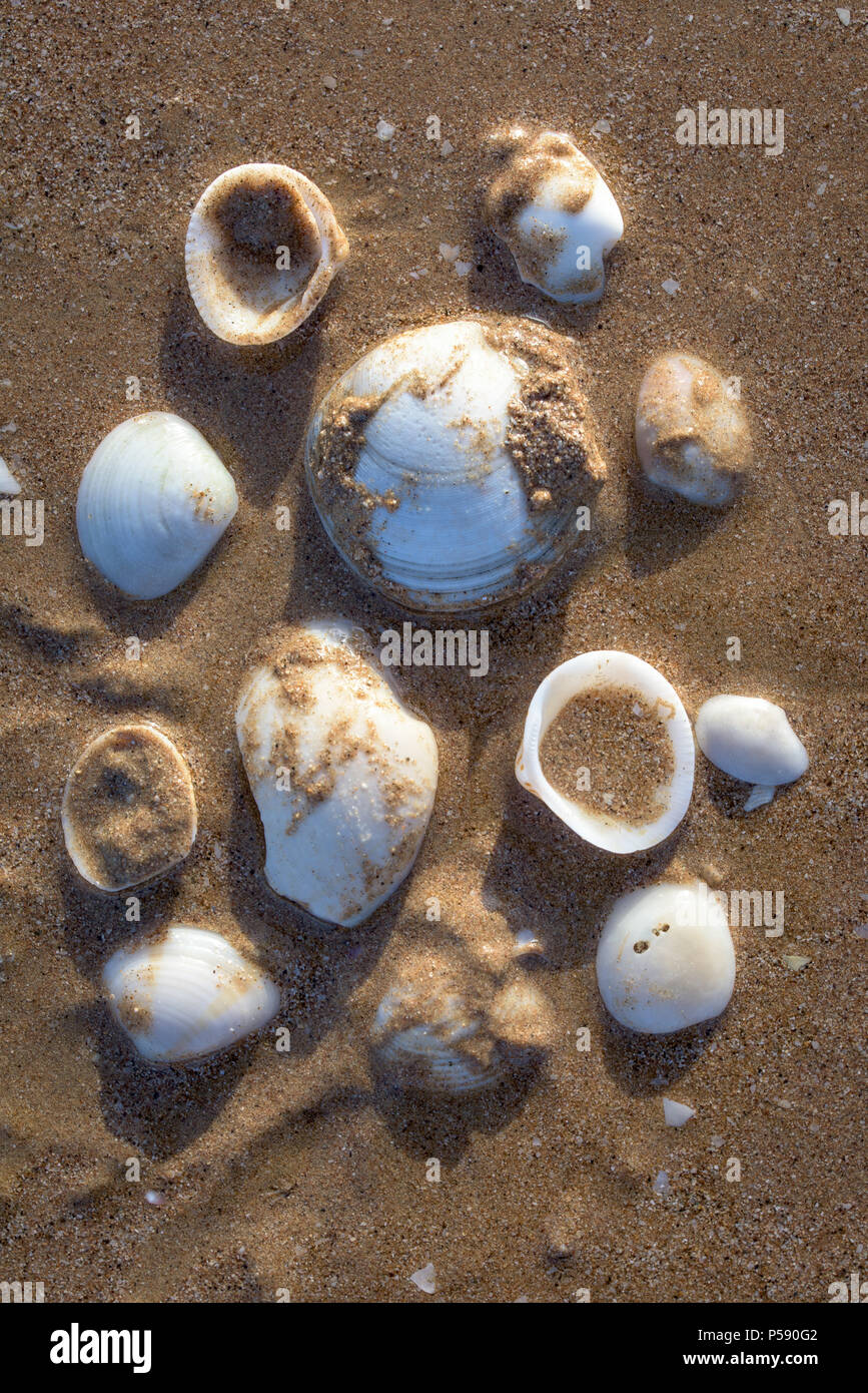 Organized empty seashells washed out at Umm Al Quwain beach, UAE Stock Photo