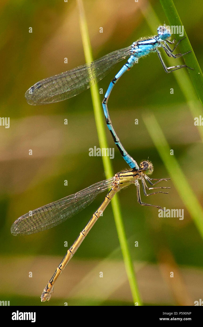 Common Blue Damselflies mating / Enallagma cyathigerum Stock Photo - Alamy