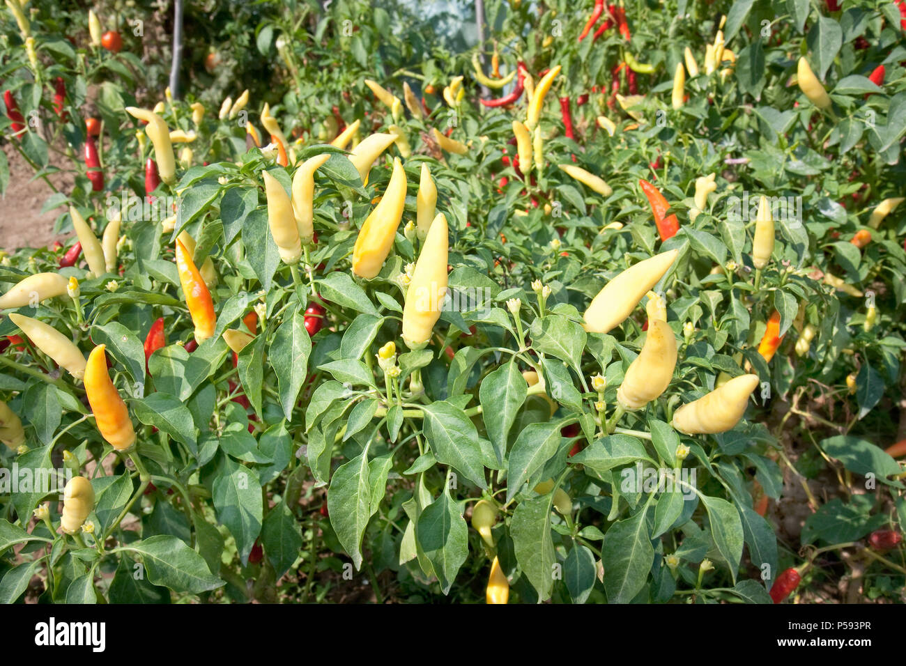 Very frash and hot red and yellow paprika in the garden Stock Photo