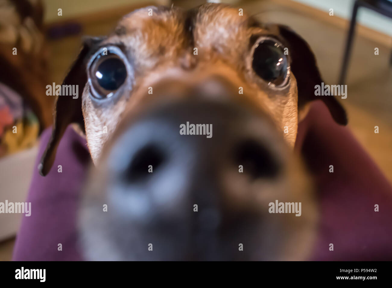 dog watching me Stock Photo Alamy
