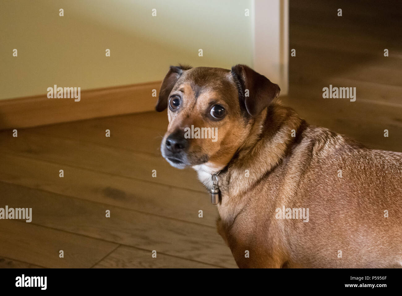 dog watching me Stock Photo Alamy