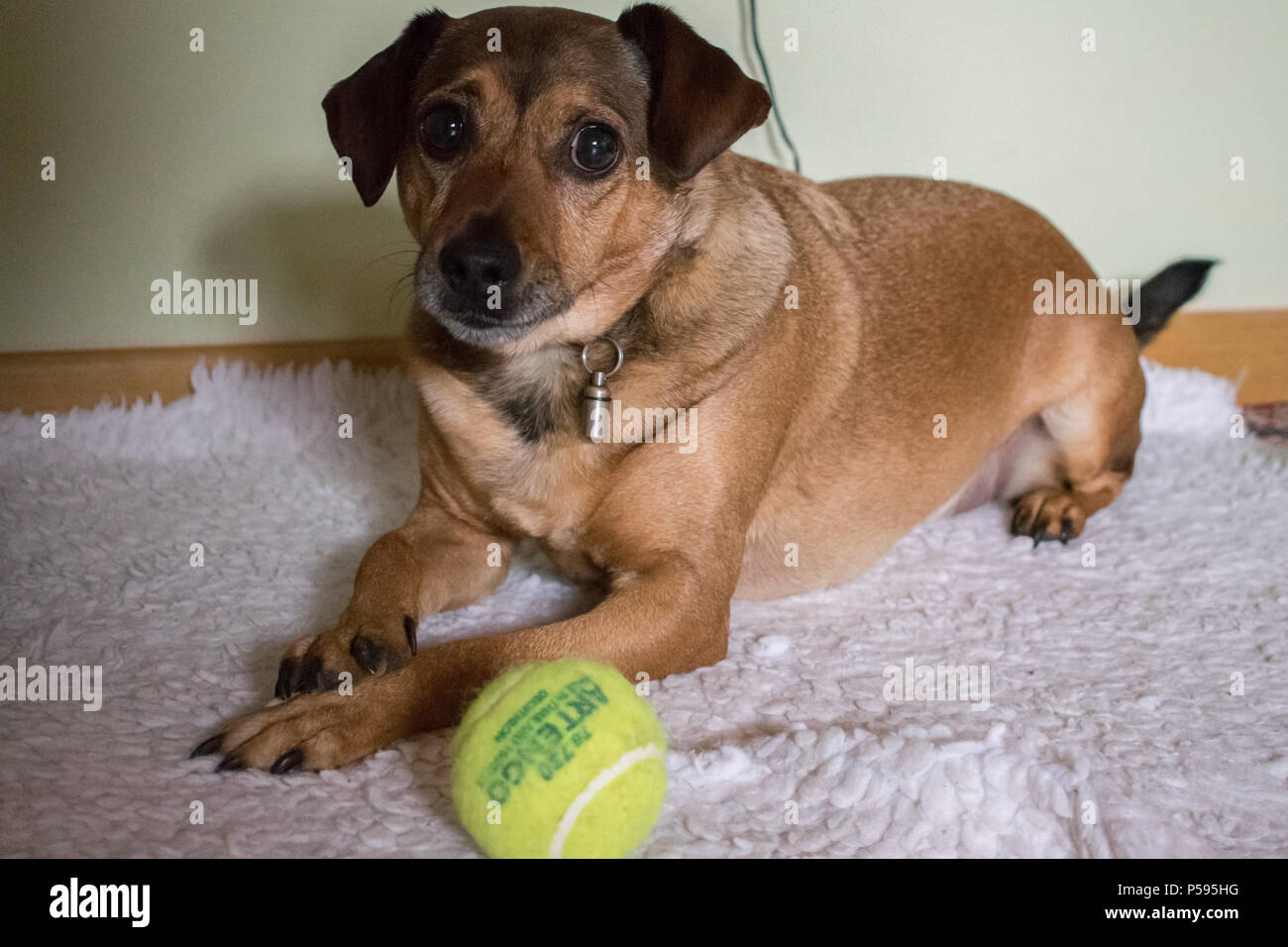 dog watching me Stock Photo Alamy