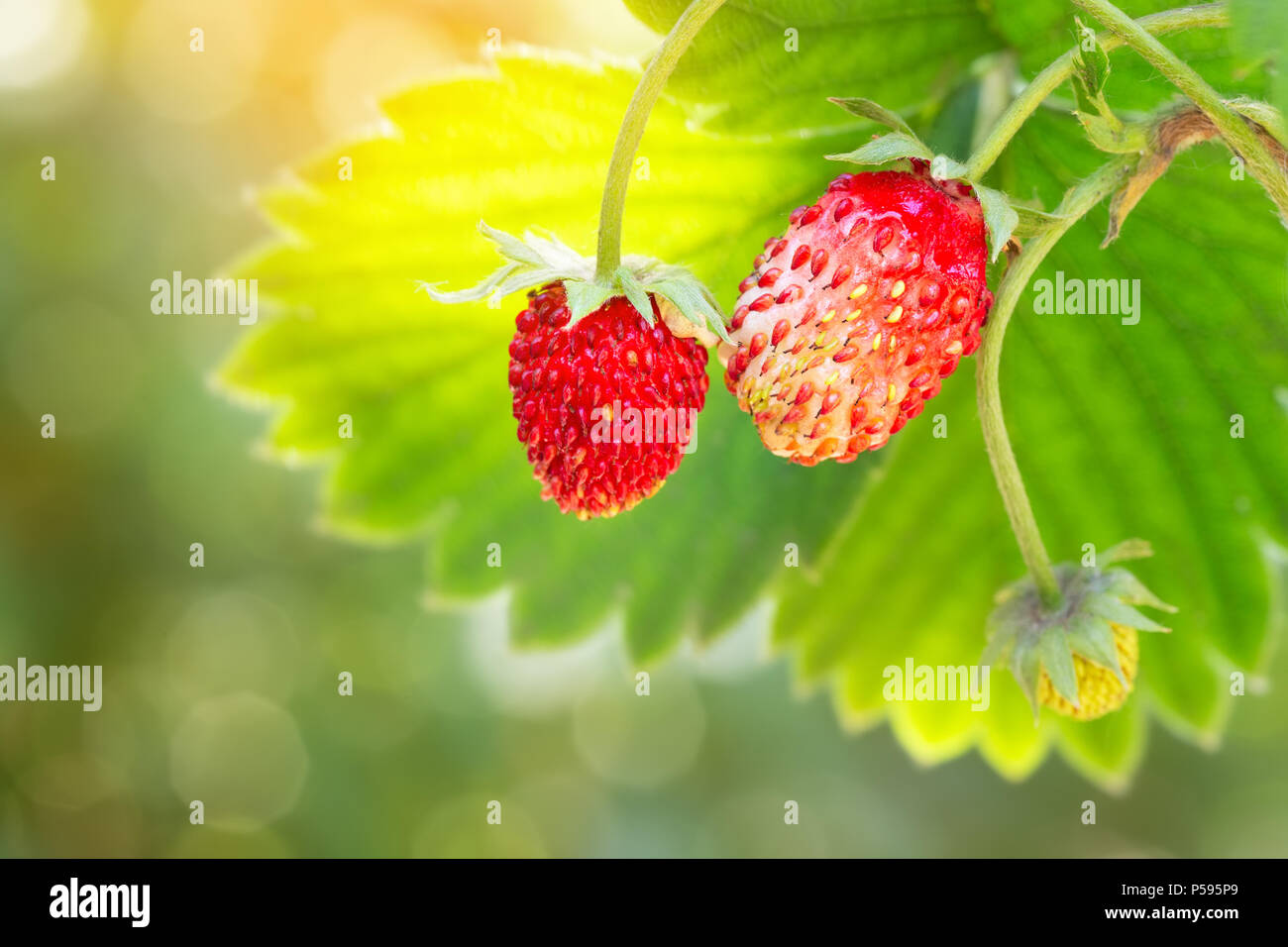 closeup ripe woodland strawberries on the bush with green blurred garden as background Stock Photo