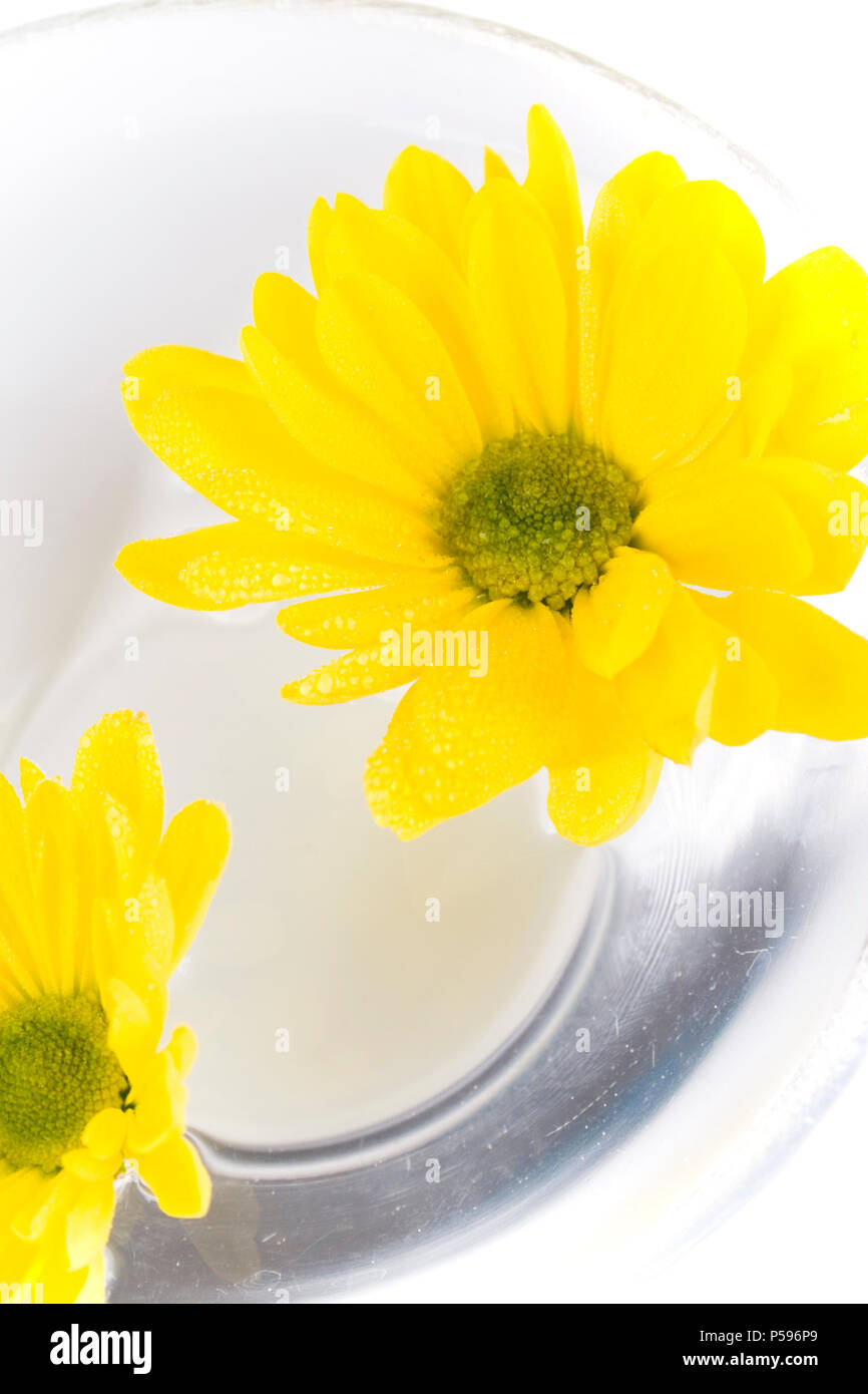 yellow flowers close up floating in water Stock Photo - Alamy