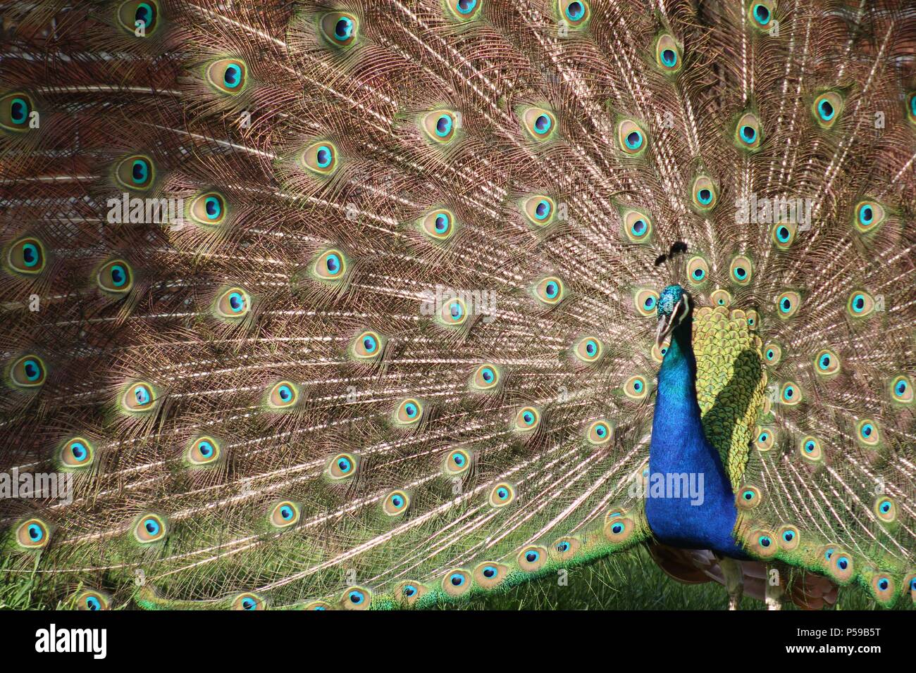 Male peacock showing in all his glory on a lovely summer's evening in the Peak District Stock Photo