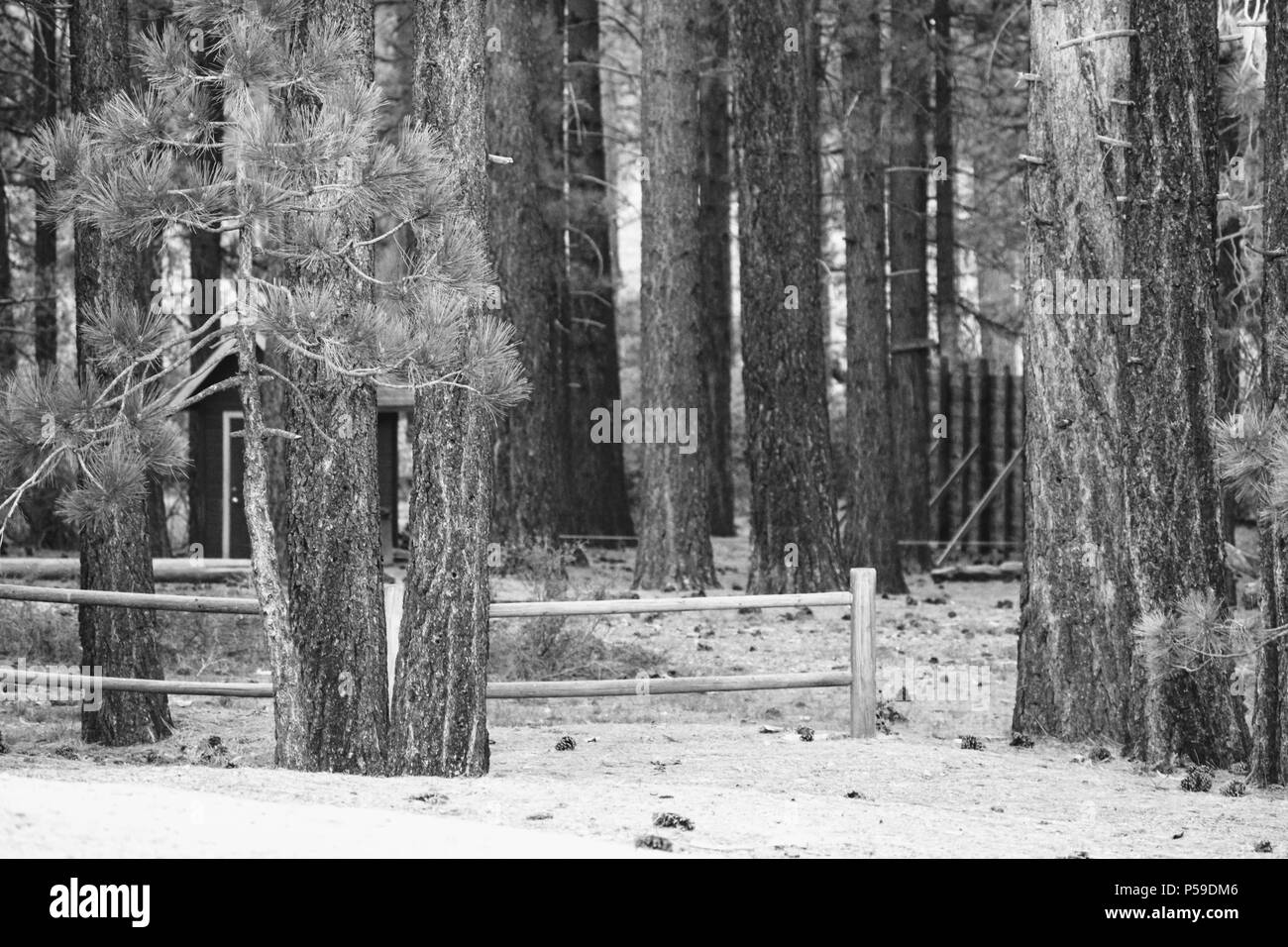 Black and white trees, Big Bear, CA Stock Photo Alamy
