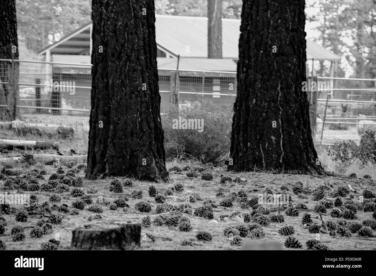 Black and white trees, Big Bear, CA Stock Photo Alamy