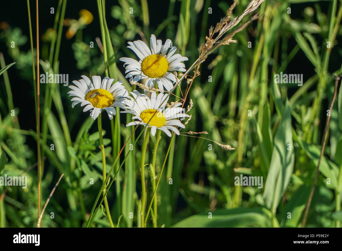 Weeds in grass Stock Photo