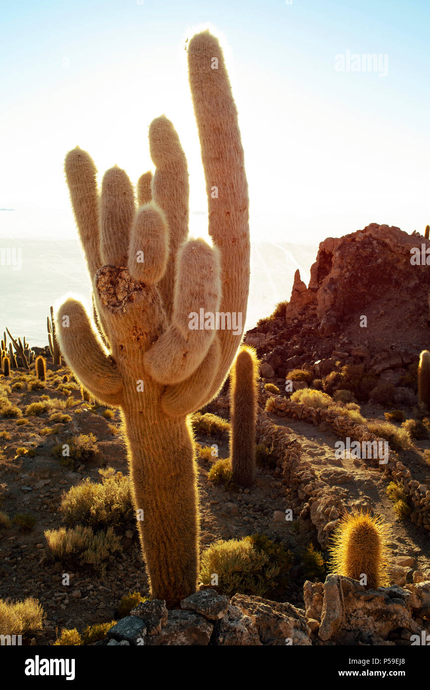 Gigantic cacti on Cactus island (Isla Incahuasi) in Salar de Uyuni, Bolivia. Stock Photo