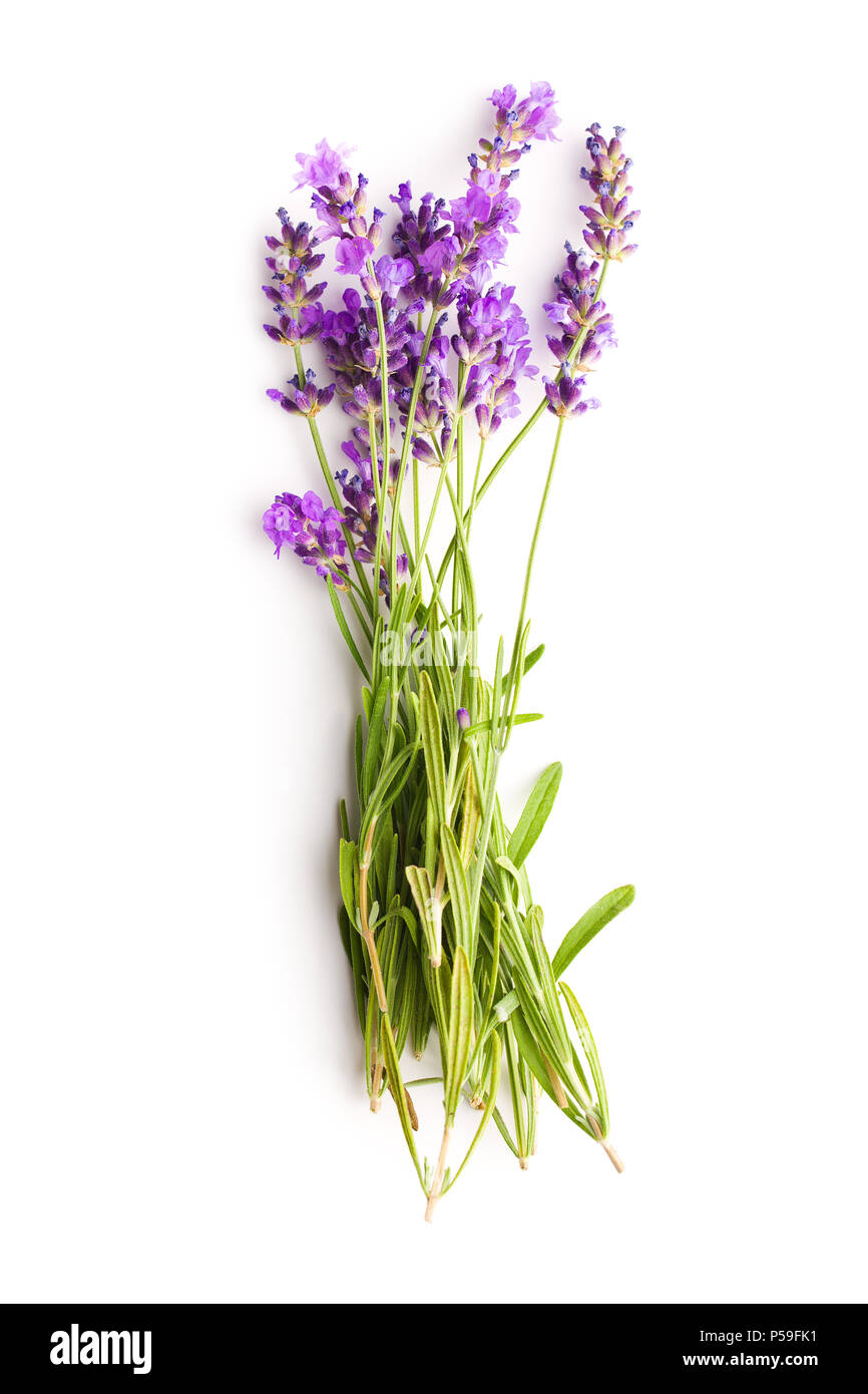 The lavender flowers isolated on white background Stock Photo - Alamy