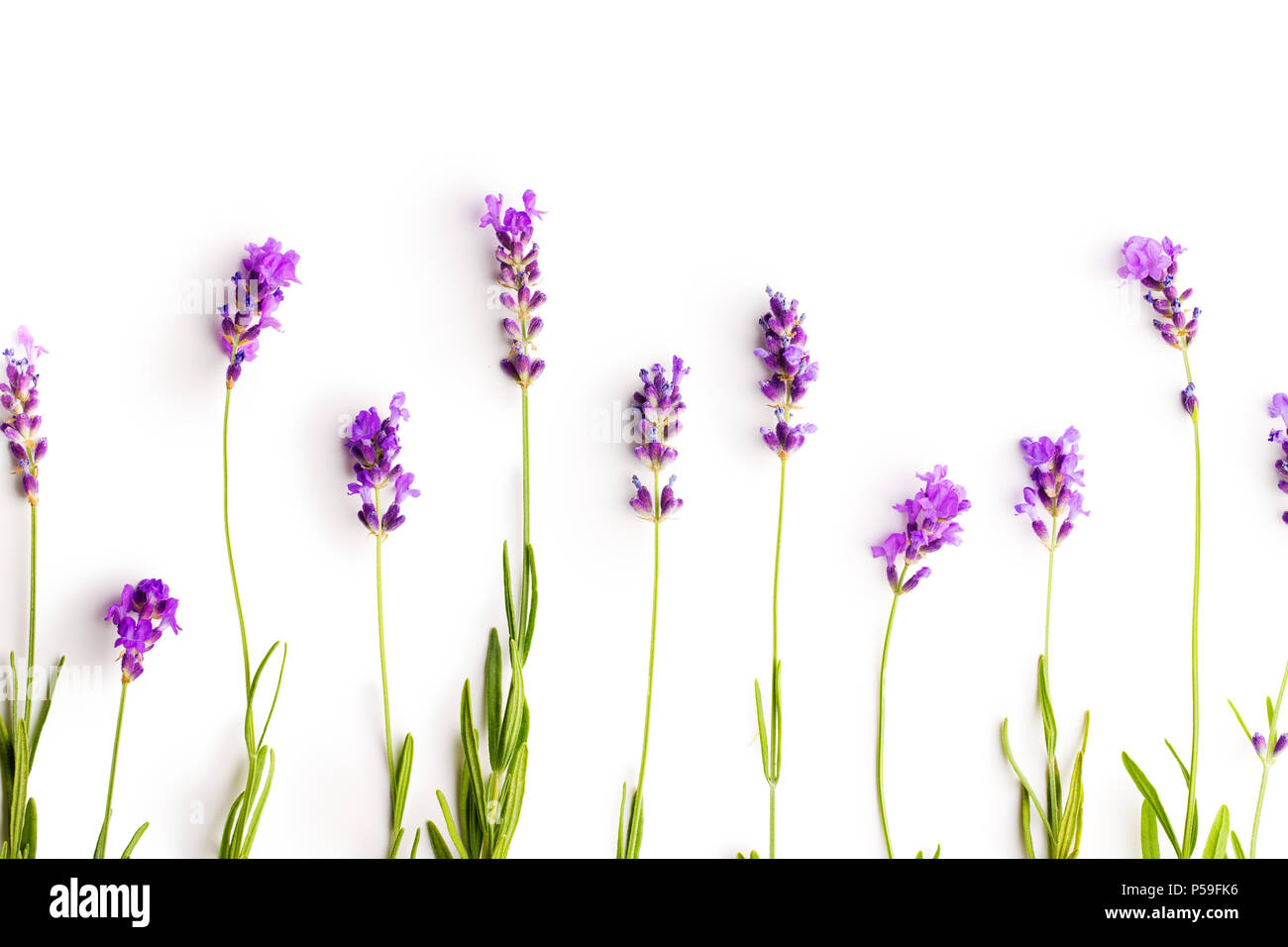 The lavender flowers isolated on white background Stock Photo - Alamy