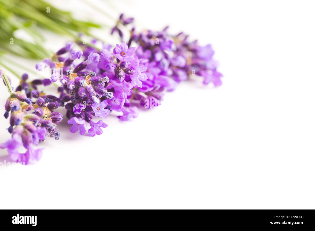 The lavender flowers isolated on white background Stock Photo - Alamy