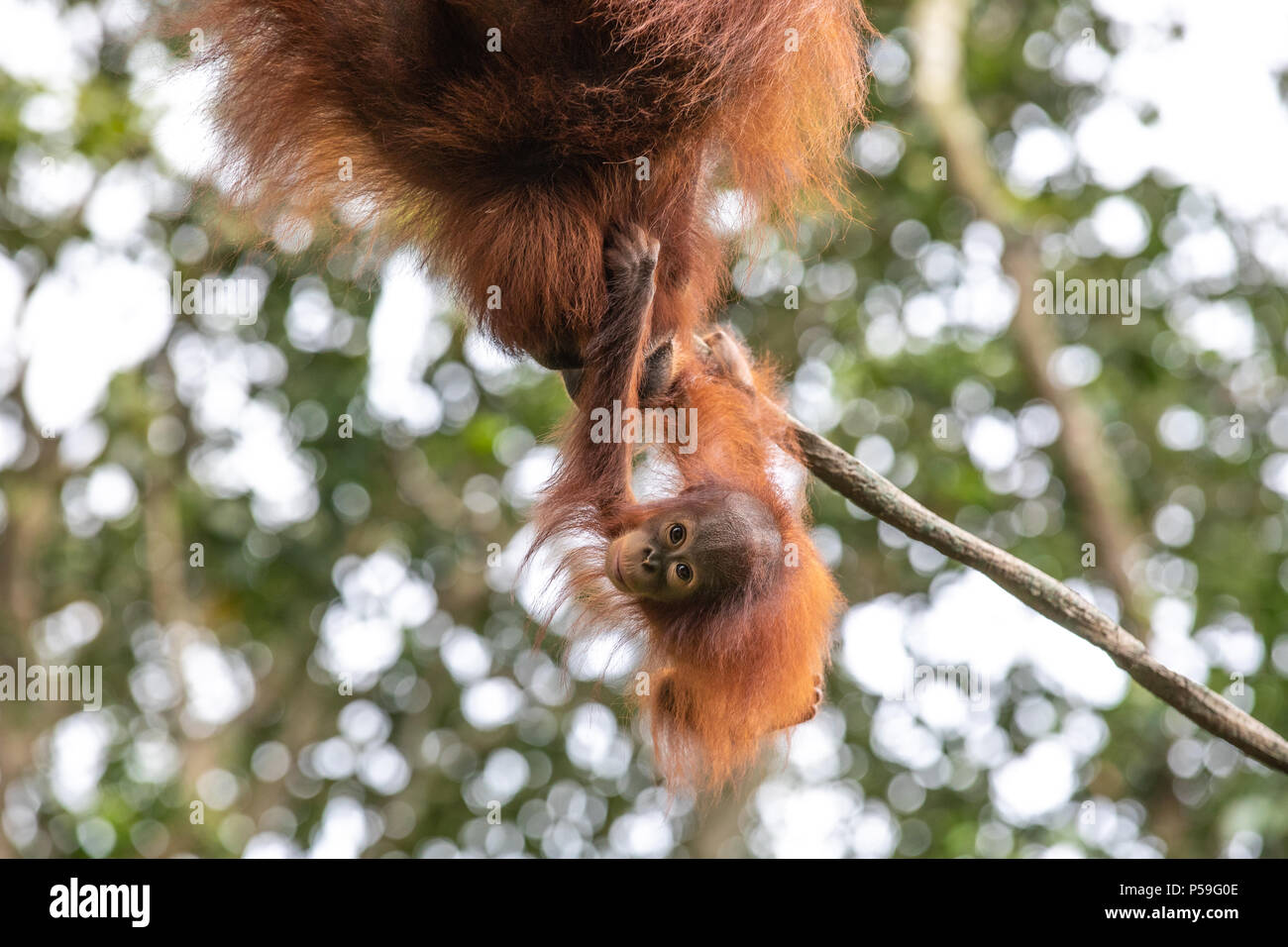 Portrait Of A Cute Baby Orangutan Orangutan Grabbing The Fur Of Her