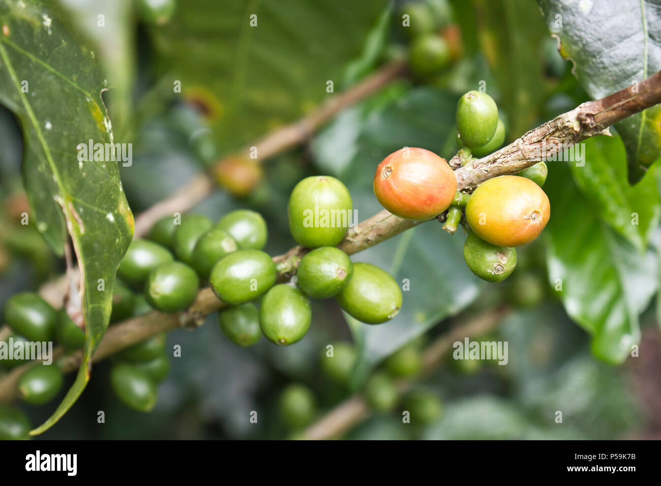 Coffee plant, Colombian coffee Stock Photo Alamy