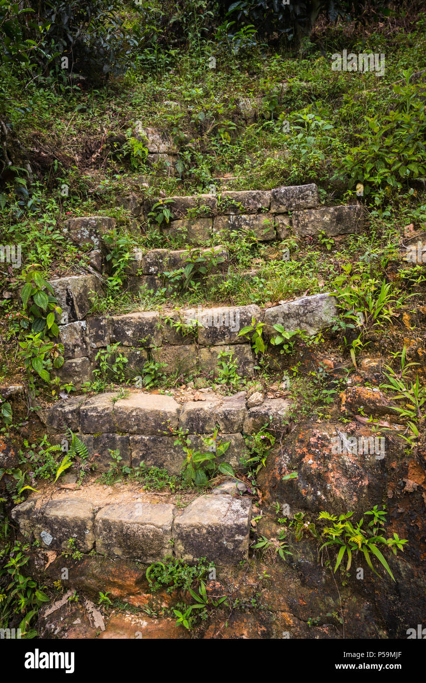 old-ladder-on-sri-lanka-stock-photo-alamy