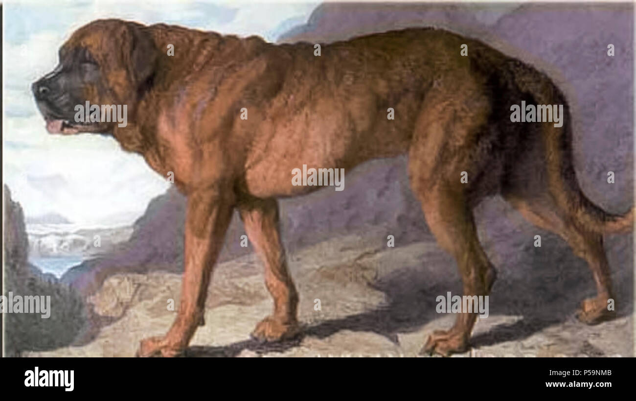 Alpine mastiff hi res stock photography and images Alamy