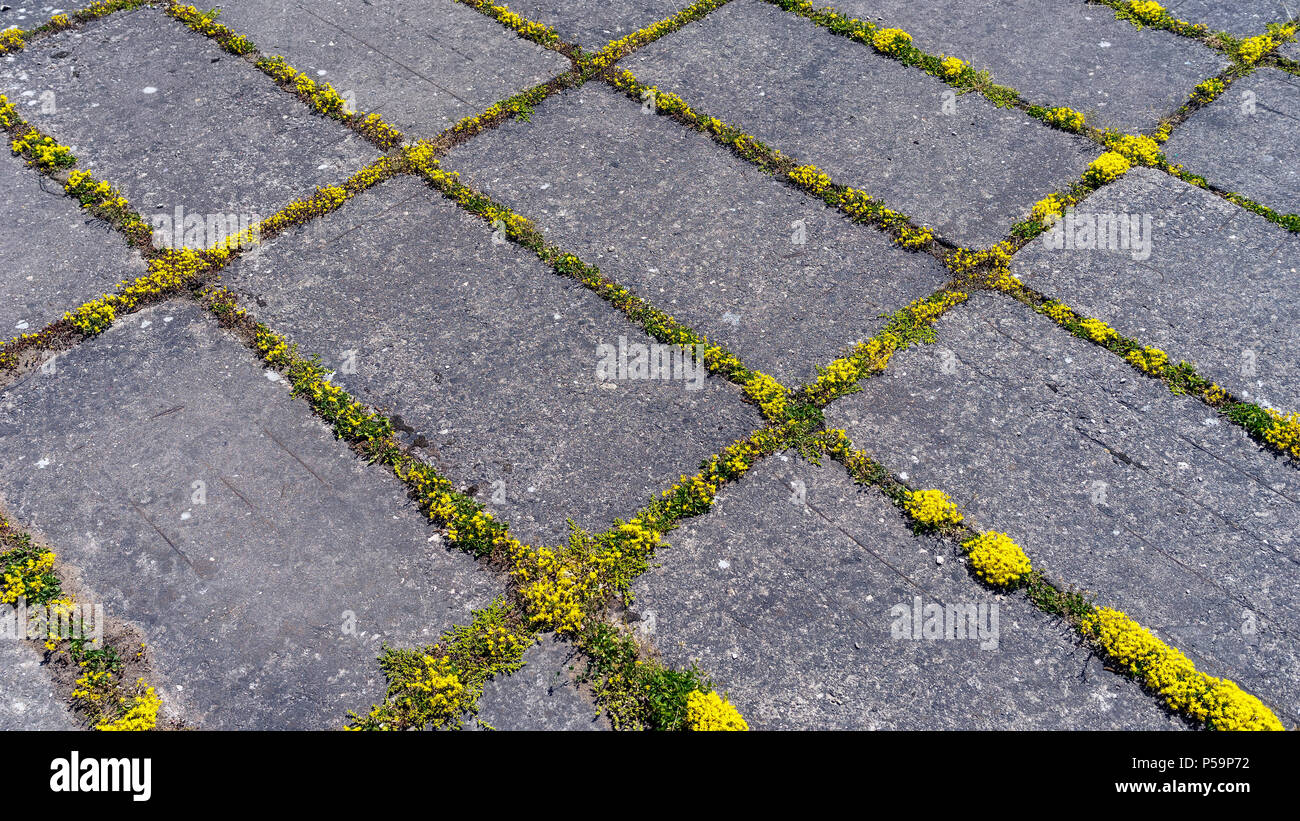 Yellow moss grows in crevices between rectangular gray concrete slabs Stock Photo
