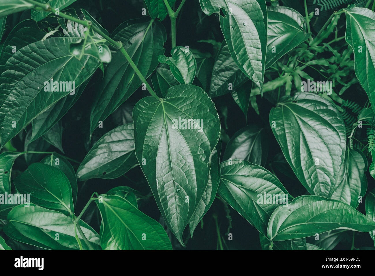 Dark and greenery leaves and background from tropical leaves, Close-up of greenery leaf and group of dark leaves and floral. Stock Photo