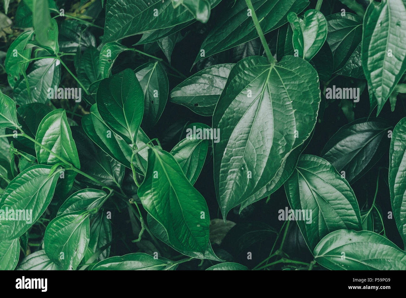 Dark and greenery leaves and background from tropical leaves, Close-up of greenery leaf and group of dark leaves and floral. Stock Photo
