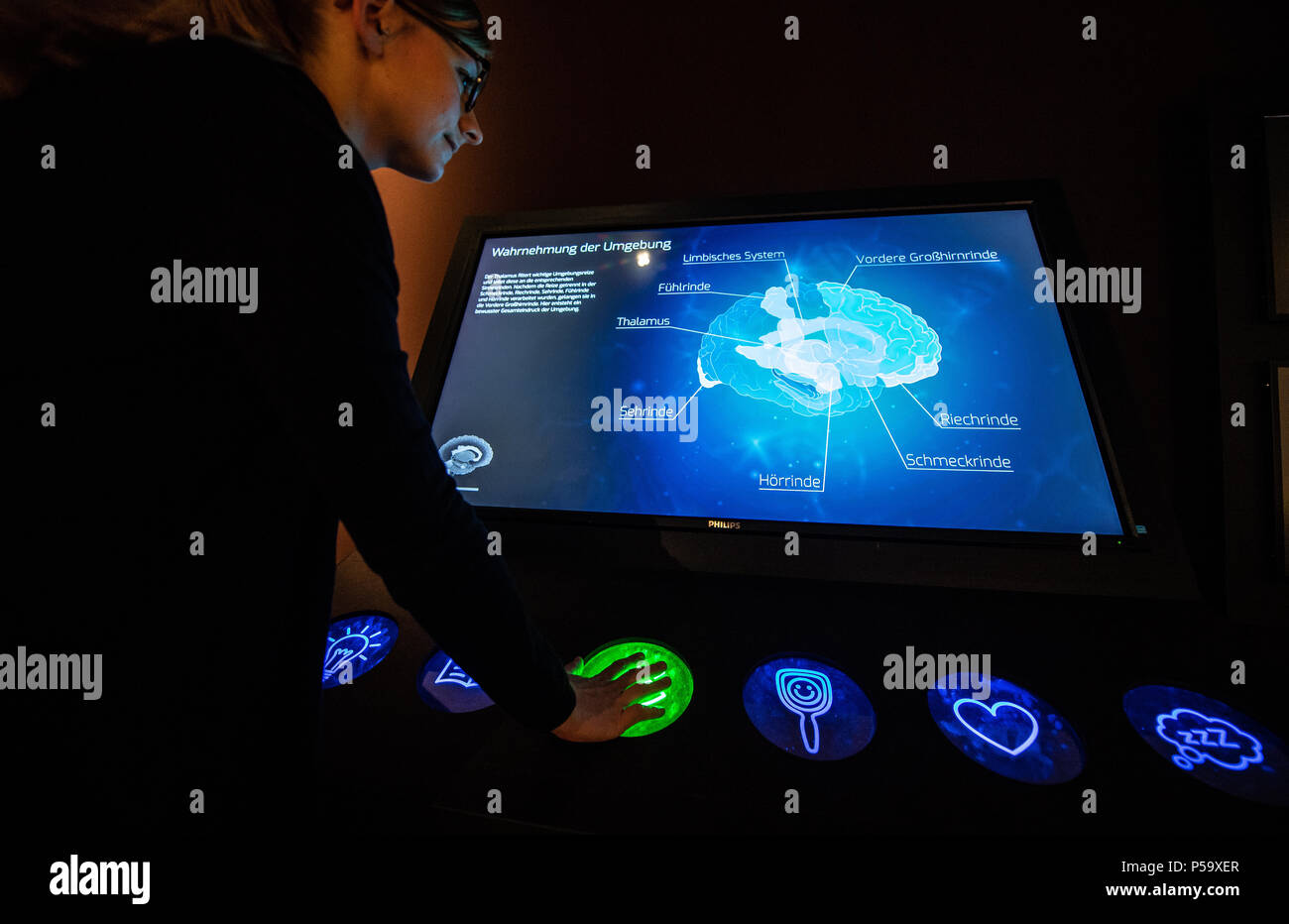 Germany, Muenster. 26th June, 2018. An interactive monitor at the exhibition opening of 'Das Gehirn - Intelligenz, Bewusstsein, Gefühl' (lit. 'The Brain - Intelligence, Consciousness and Feelings') at the LWL Museum for Natural Sciences. Credit: Guido Kirchner/dpa/Alamy Live News Stock Photo