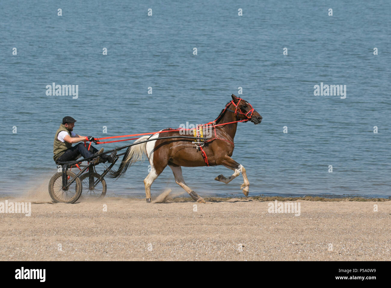 Sulky, Horse-Drawn, Harness Racing, Carriage