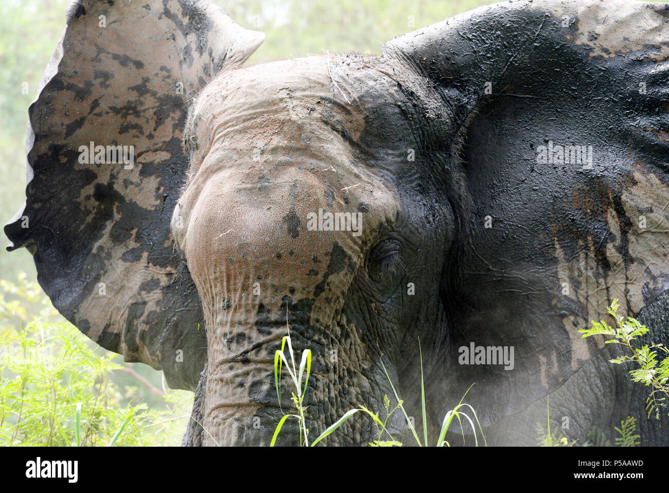 Closeup of an African elephant Stock Photo