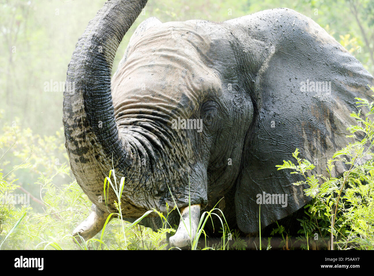 An African elephant raising its trunk Stock Photo