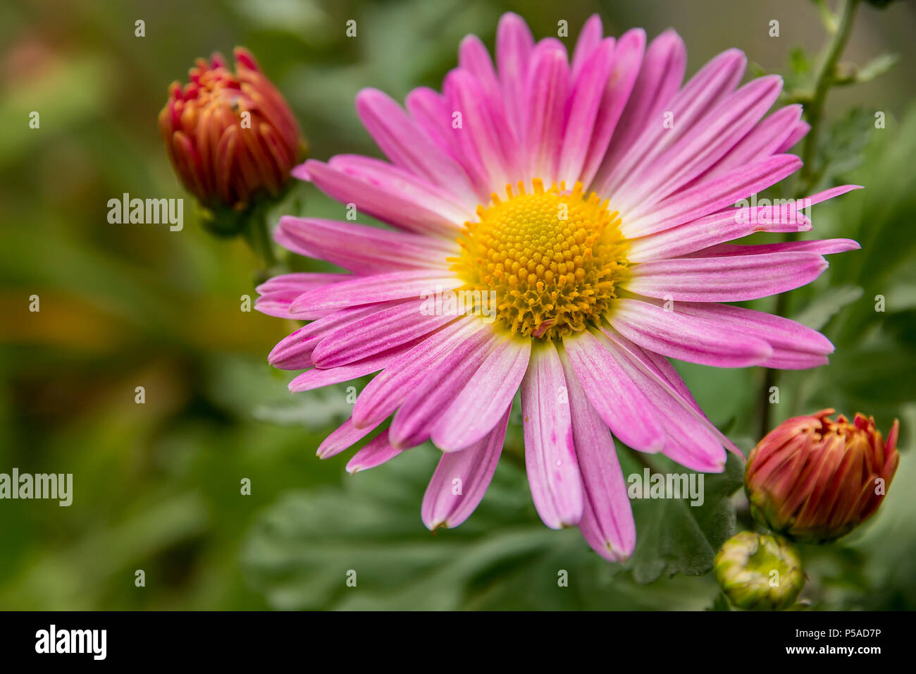 Aster amellus, the European Michaelmas-daisy colored flowers form a background or wallpaper of autumn style Stock Photo