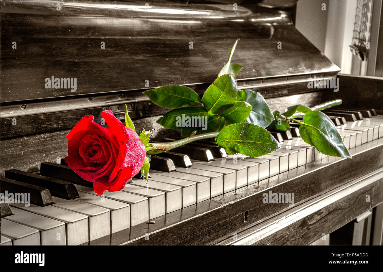 Rose on piano hi-res stock photography and images - Alamy