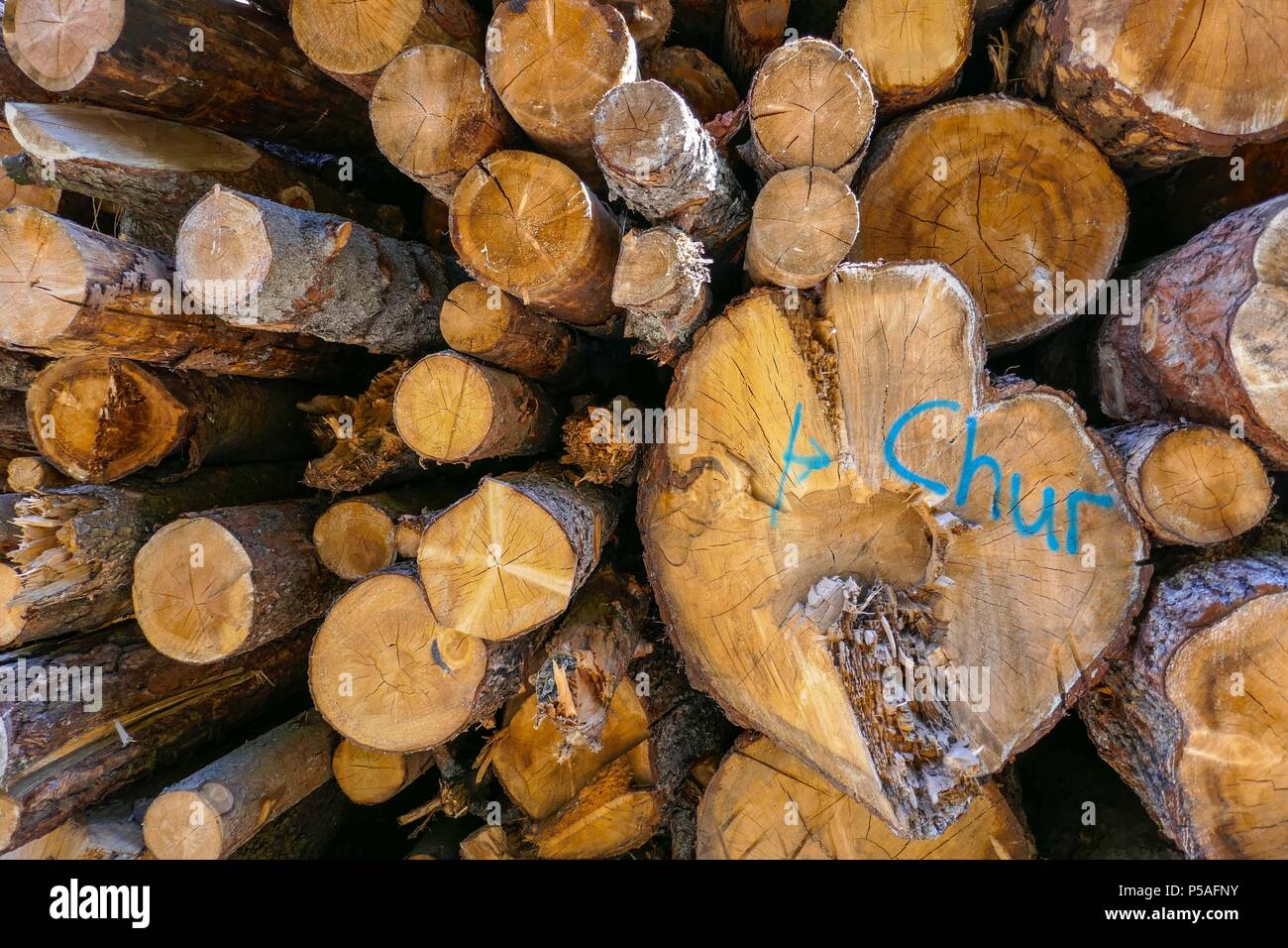 Cut sawn logs piled up in wood yard at Chur, Switzerland Stock Photo