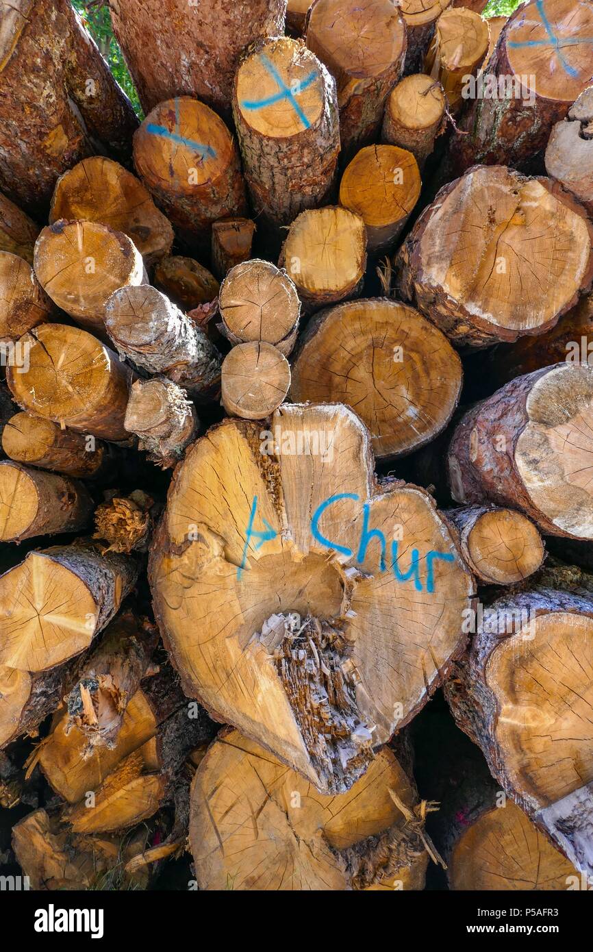 Cut sawn logs piled up in wood yard at Chur, Switzerland Stock Photo