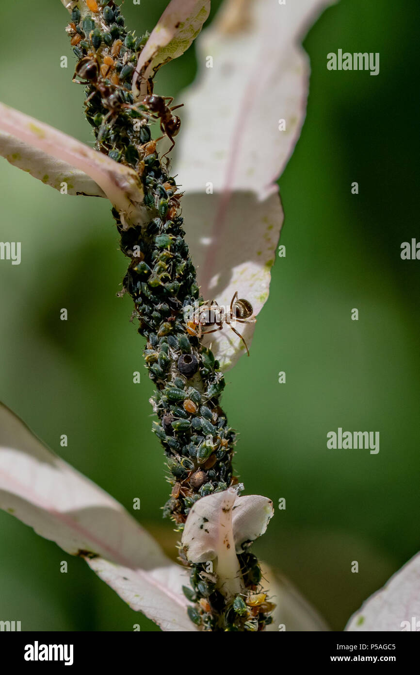 Ants feeding on sugar honeydew from plant stem produced by green aphids