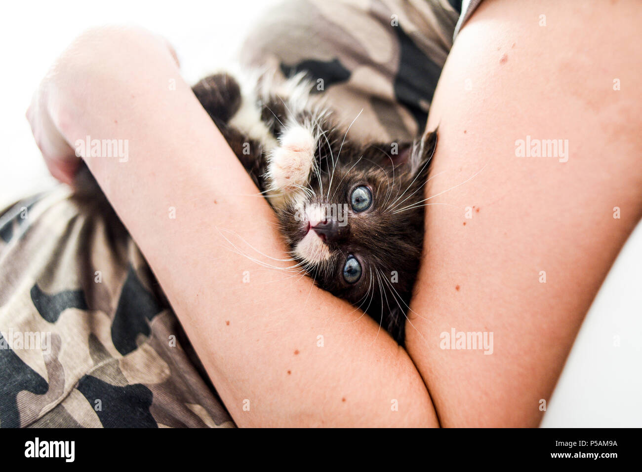 Little sweet black kitty on human hands. Stock Photo