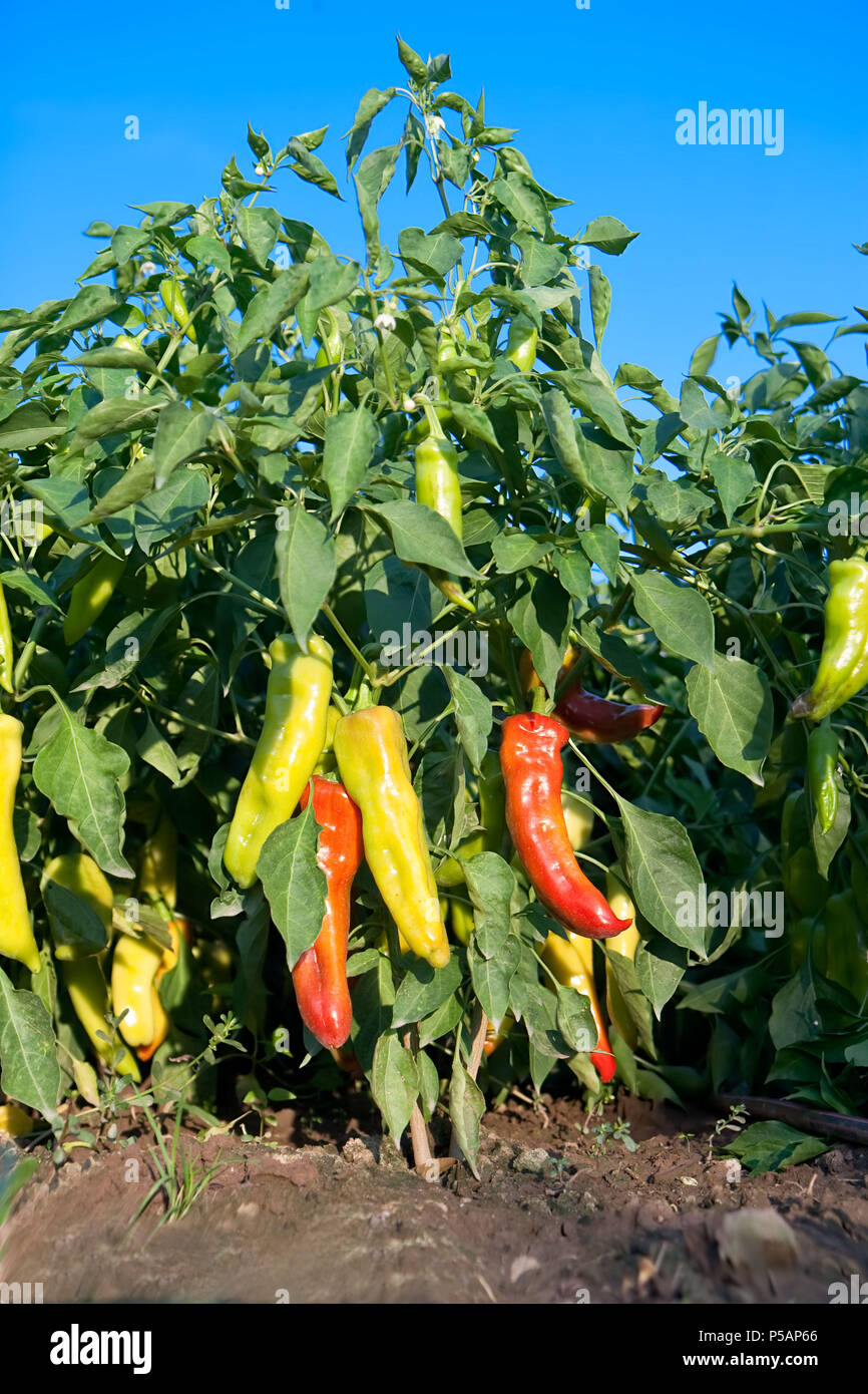 Very frash and hot red and yellow paprika in the garden against blue sky Stock Photo