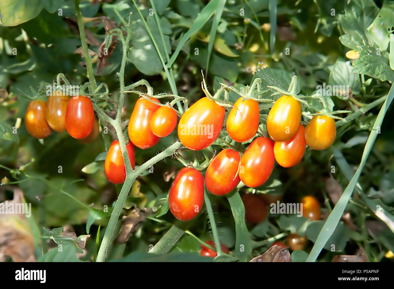 Very fresh and soft red tomato on branch tree on the sunny day Stock ...