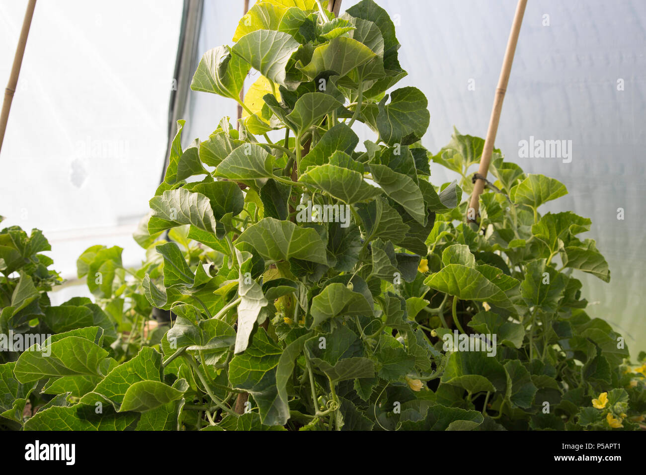 Melon plants growing inside a polytunnel in plant pots Stock Photo Alamy