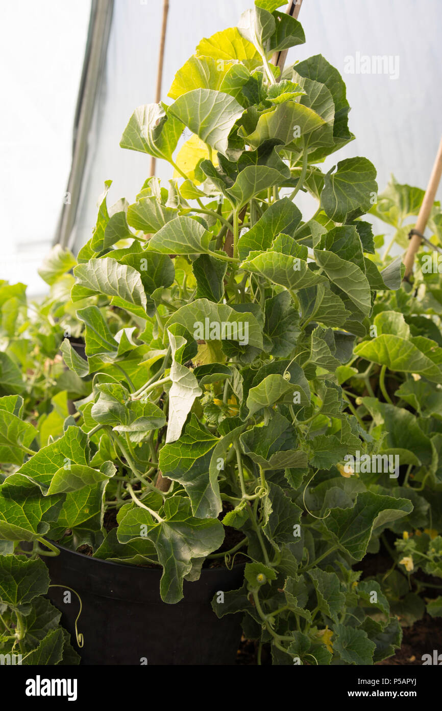 Melon plants growing inside a polytunnel in plant pots Stock Photo Alamy