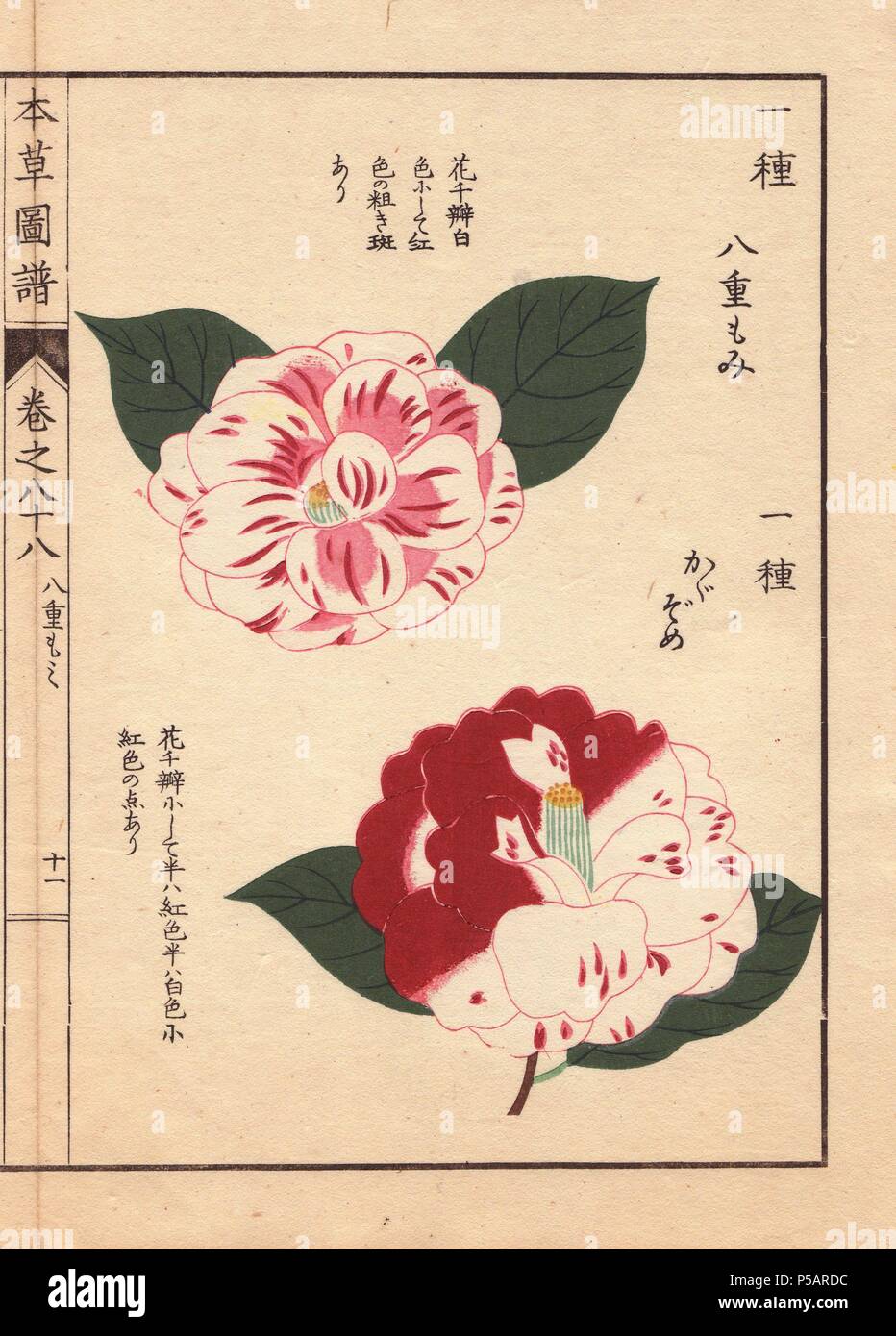Scarlet and white camellias 'Yahemomiji' and 'Kagazome'. . Thea japonica Nois flore semipleno forma. . Colour-printed woodblock engraving by Kan'en Iwasaki from 'Honzo Zufu,' an Illustrated Guide to Medicinal Plants, 1884. Iwasaki (1786-1842) was a Japanese botanist, entomologist and zoologist. He was one of the first Japanese botanists to incorporate western knowledge into his studies. Stock Photo