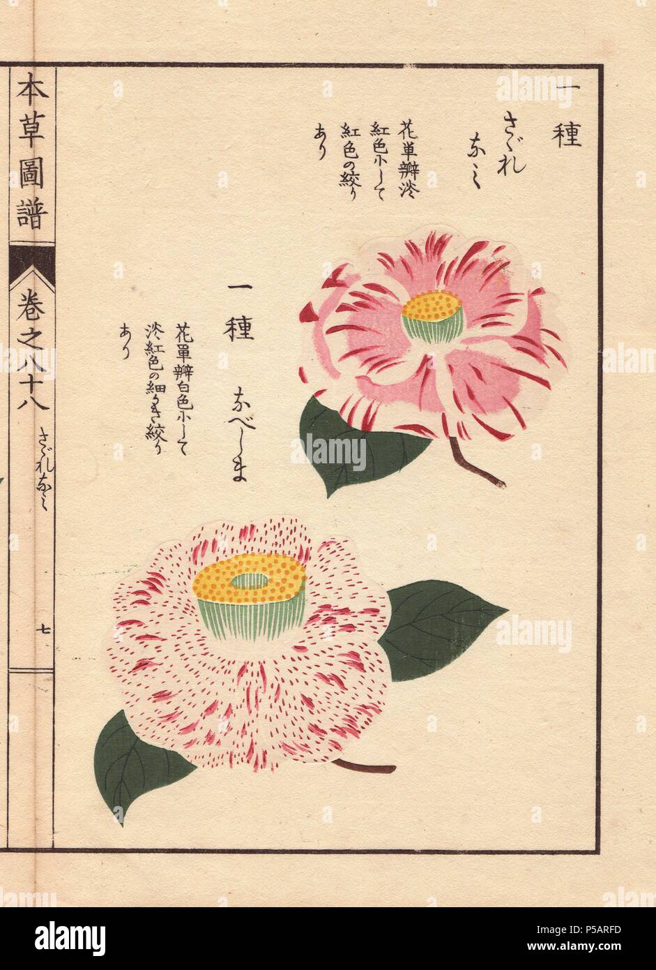 Pink and white camellias 'Sagurenami' and 'Nabeshima'. . Thea japonica Nois. forma. . Colour-printed woodblock engraving by Kan'en Iwasaki from 'Honzo Zufu,' an Illustrated Guide to Medicinal Plants, 1884. Iwasaki (1786-1842) was a Japanese botanist, entomologist and zoologist. He was one of the first Japanese botanists to incorporate western knowledge into his studies. Stock Photo