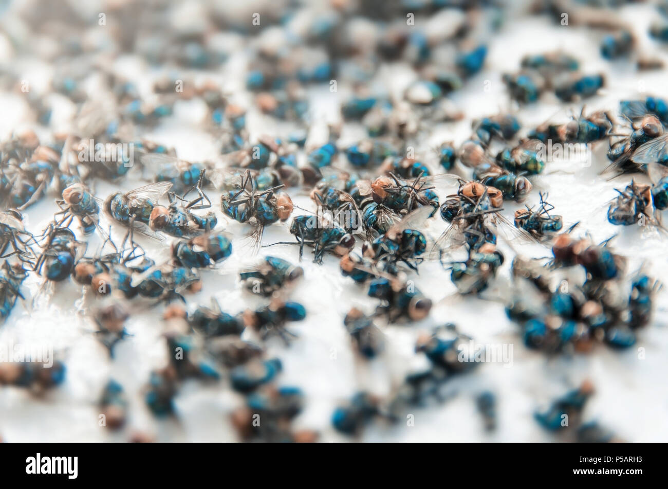 Close up of Many fly on the white background, Dirty insect and dead fly