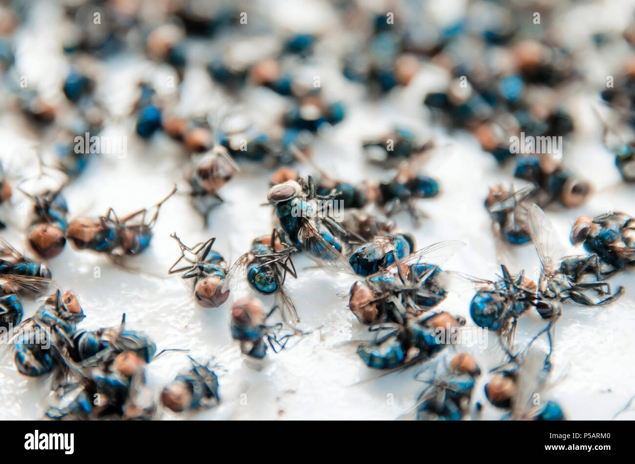 Close up of Many fly on the white background, Dirty insect and dead fly