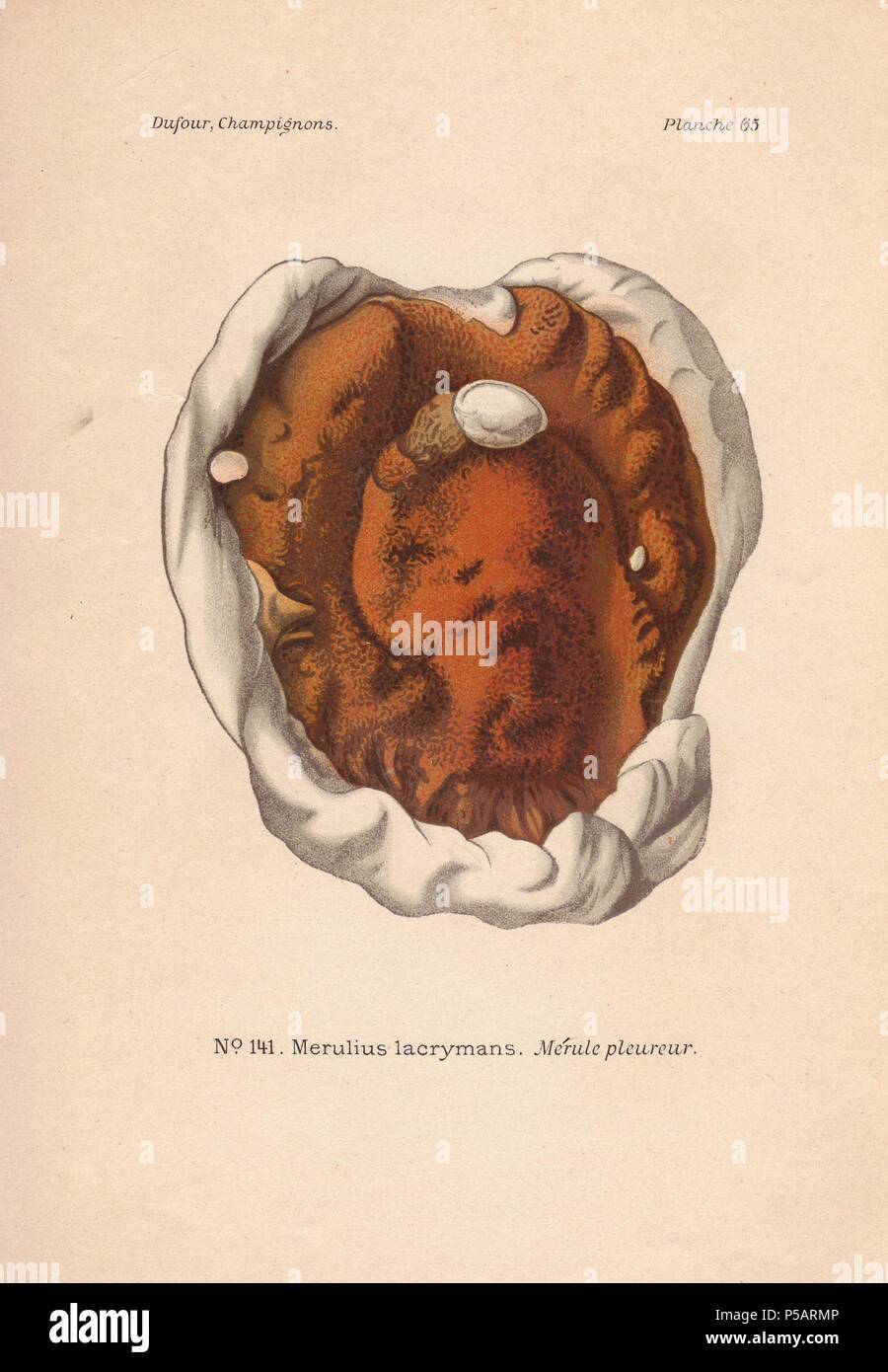 Dry rot fungus Merulius lacrymans.. . Chromolithograph from Leon Dufour's "Atlas des Champignons