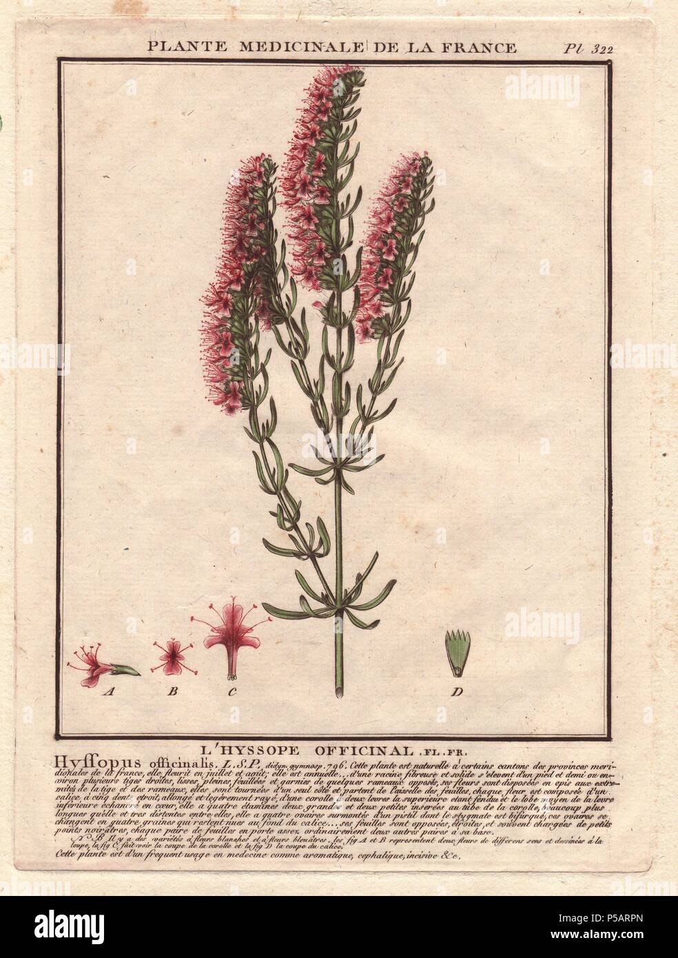 Herb Hyssop (Hyssopus officinalis) is an antiseptic, cough reliever, and expectorant, and commonly used as an aromatic herb and medicinal plant.. . French botanist Jean Baptiste François Pierre Bulliard was born around 1742 at Aubepierre-en-Barrois (Haute Marne) and died on 26 September 1793 in Paris. He studied at Angers, and later illustrated and published a number of botanical and mycological works on French flora. He studied art and engraving under Francois Martinet, the celebrated artist of many of Buffon's natural history books. Stock Photo