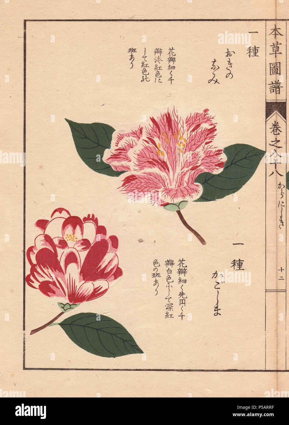 Pink and white camellias 'Okinonami' and 'Kagoshima'. . Thea japonica Nois. flore semipleno forma. . Colour-printed woodblock engraving by Kan'en Iwasaki from 'Honzo Zufu,' an Illustrated Guide to Medicinal Plants, 1884. Iwasaki (1786-1842) was a Japanese botanist, entomologist and zoologist. He was one of the first Japanese botanists to incorporate western knowledge into his studies. Stock Photo