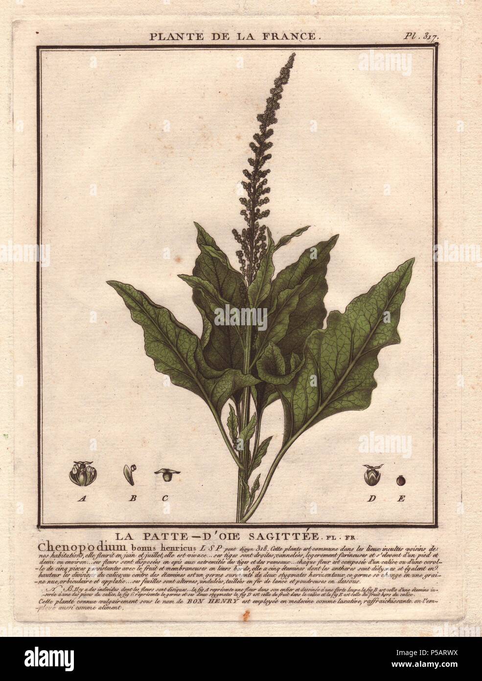 Good King Henry (Chenopodium bonus-henricus).. . French botanist Jean Baptiste François Pierre Bulliard was born around 1742 at Aubepierre-en-Barrois (Haute Marne) and died on 26 September 1793 in Paris. He studied at Angers, and later illustrated and published a number of botanical and mycological works on French flora. He studied art and engraving under Francois Martinet, the celebrated artist of many of Buffon's natural history books. Stock Photo