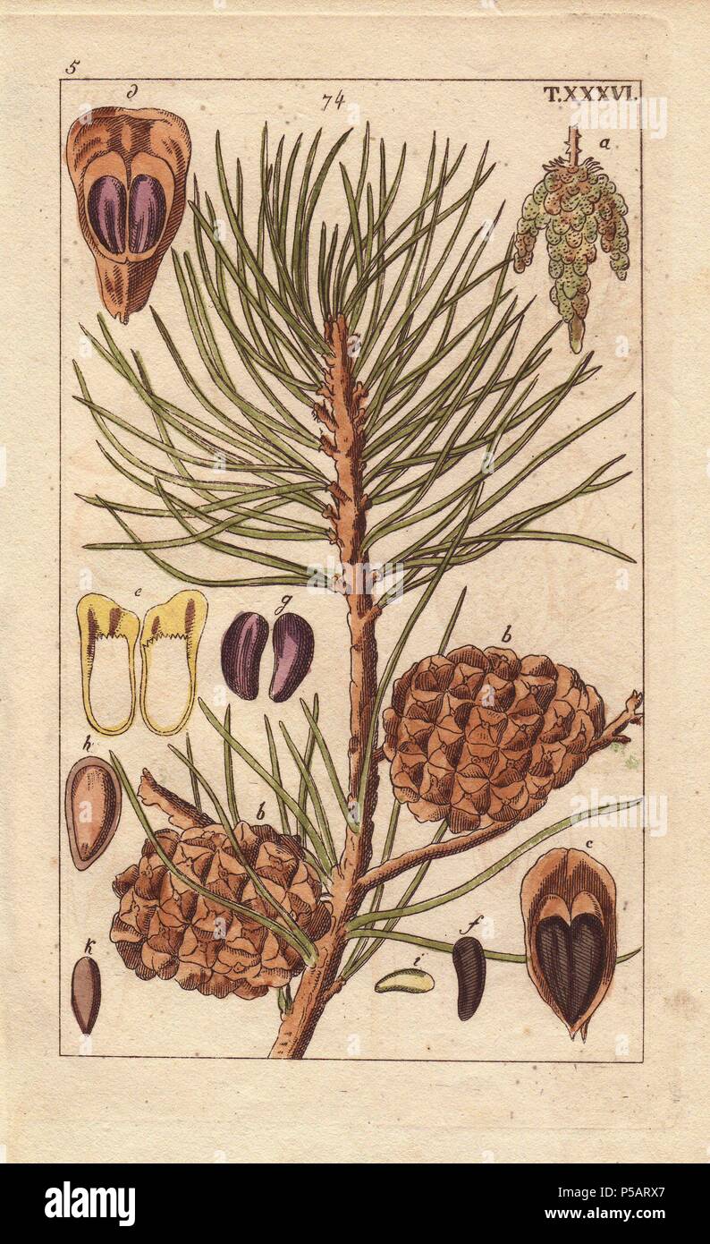 Early bar fit Pine cone, needle, branch, Pinus pinea. Handcolored copperplate engraving  of a botanical illustration by J. Schaly from G. T. Wilhelm's  "Unterhaltungen aus der Naturgeschichte" (Encyclopedia of Natural History),  Vienna, 1816. Gottlieb Tobias