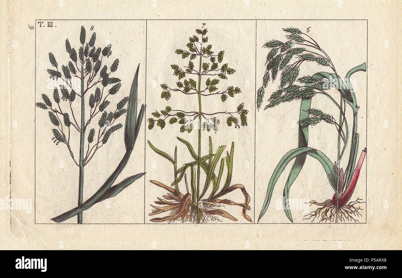 Tall brome grass, Bromus giganteus, smooth meadowgrass, Poa pratensis, and meadowgrass, Poa aquatica.. Handcolored copperplate engraving of a botanical illustration from G. T. Wilhelm's 'Unterhaltungen aus der Naturgeschichte' (Encyclopedia of Natural History), Vienna, 1816. Gottlieb Tobias Wilhelm (1758-1811) was a Bavarian clergyman and naturalist in Augsburg, where the first edition was published. Stock Photo
