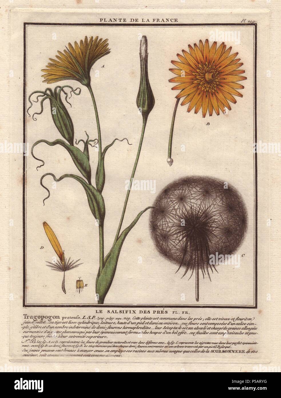 Meadow Salsify (Tragopogon pratensis).. . French botanist Jean Baptiste François Pierre Bulliard was born around 1742 at Aubepierre-en-Barrois (Haute Marne) and died on 26 September 1793 in Paris. He studied at Angers, and later illustrated and published a number of botanical and mycological works on French flora. He studied art and engraving under Francois Martinet, the celebrated artist of many of Buffon's natural history books. Stock Photo