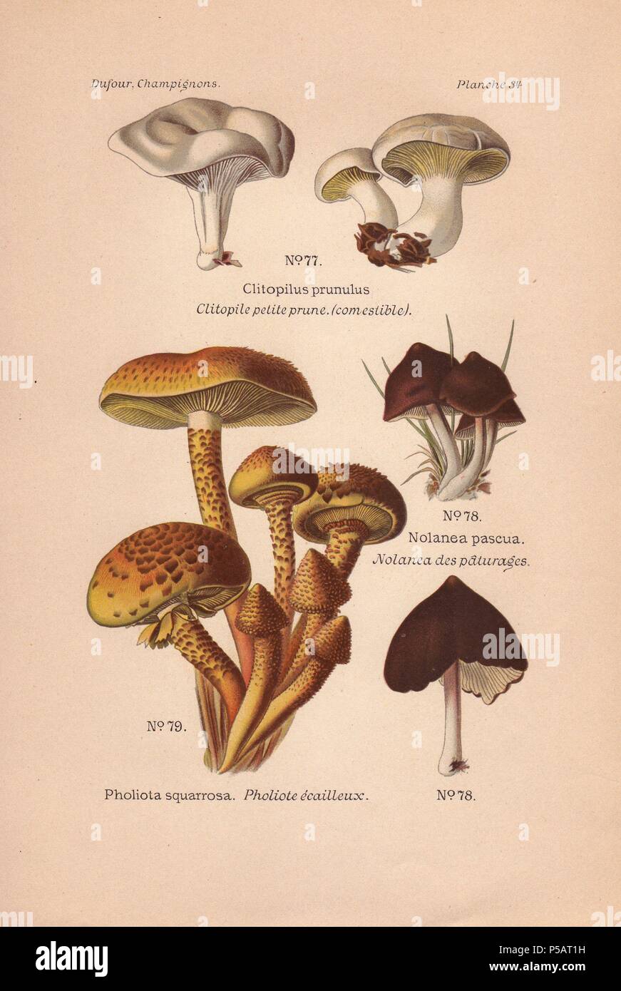Edible sweetbread mushroom Clitopilus prunulus, shaggy Pholiota squarrosa, and chocolate-coloured Nolanea pascua mushrooms.. . Chromolithograph from Leon Dufour's "Atlas des Champignons Comestibles et Veneneux" (1891). Stock Photo