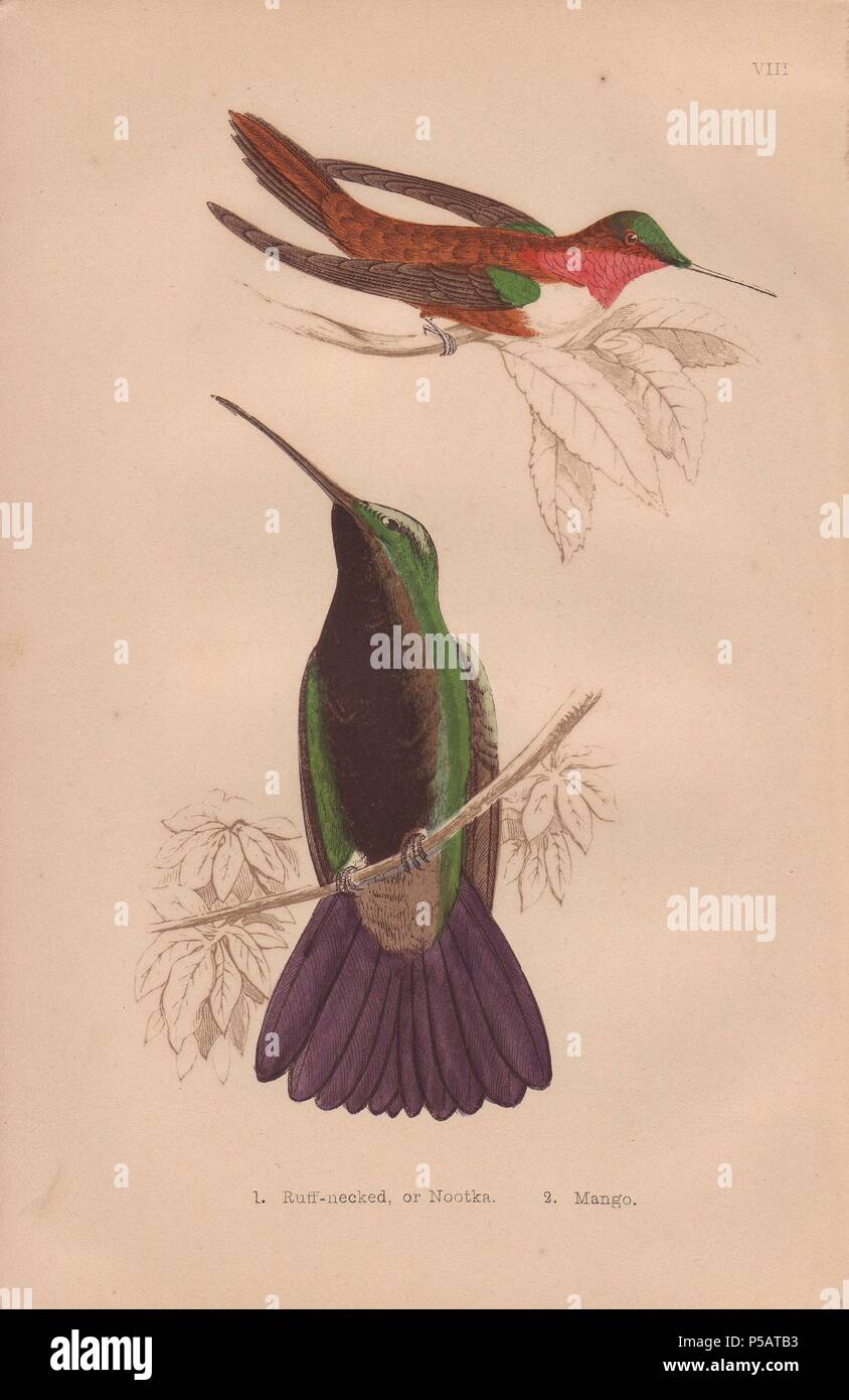 Ruff-necked, Rufous or Nootka hummingbird (Selasphorus rufus). . Black-throated mango hummingbird (Anthracothorax mango) . . Hand-colored steel engraving from H. G. Adams' 'Hummingbirds' 1856.. . Henry Gardiner Adams (18121881) was a prolific poet, writer and editor specializing in educational books for young people. He wrote the text for several of the books in the Young Naturalist's Library including Nests and Eggs of British Birds (1855), Beautiful Butterflies (1871), Beautiful Shells (1856), Favourite Song Birds, etc. His other works include a biography of the explorer David Livingstone ( Stock Photo